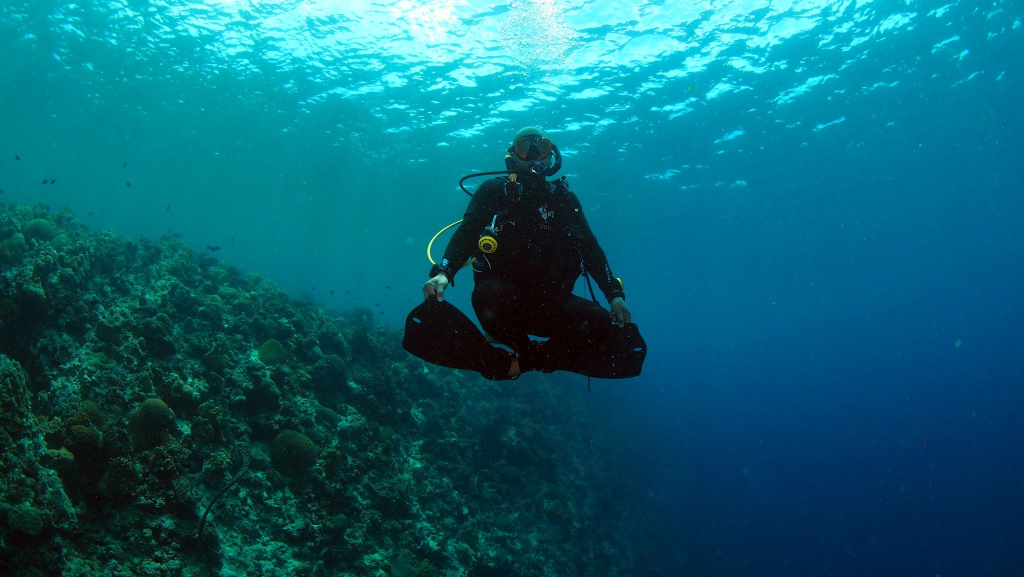 Scuba Diving And Padi Dive Courses In Moalboal And Santander Cebu